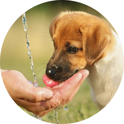 eco-friendly silicone dog travel water bottle - detrenda - 51959 b61f75056c8079358510788cba2c0554