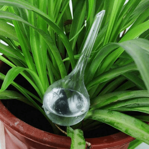 plant watering bulbs - detrenda - 56663 f4d19acea0a27a65b5547536ea735ce0