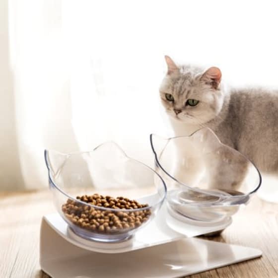 non-slip cat bowls with raised stand - detrenda - 56115 75c3212139bf18b3a8761efc0173f0b0